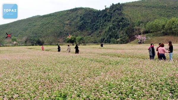 Thung lũng hoa tam giác mạch Quảng Chu