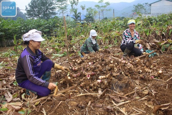 Cây dong riềng nguyên liệu quan trọng để làm nên những sợi miến thơm ngon