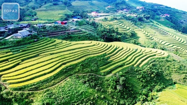 Những bậc ruộng này tạo nên một khung cảnh độc đáo, với màu xanh mơn mởn của lúa chín