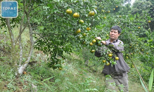 Quýt Bắc Kạn đã trở thành một nguồn thu nhập quan trọng giúp người dân tại Bắc Kạn