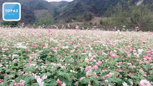 Thung lũng hoa tam giác mạch Quảng Chu